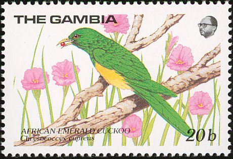 African Emerald Cuckoo (Chrysococcyx cupreus)