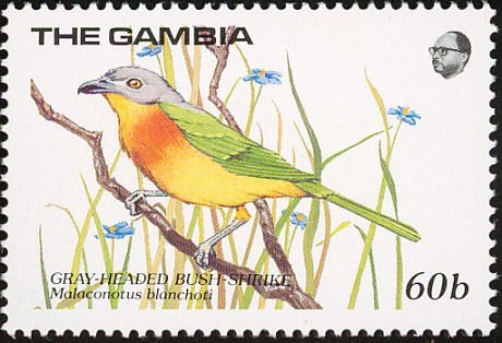 Grey-headed Bushshrike (Malaconotus blanchoti) 