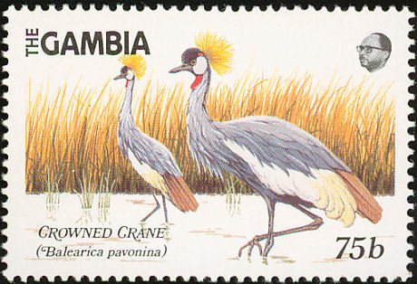 Grey Crowned Crane (Balearica regulorum)
