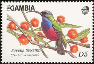 Stamp, Superb Sunbird (Nectarinia superba), Gambia,  , Birds, Animals (Fauna)