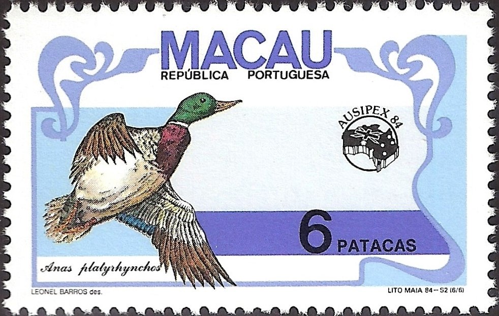 Mallard (Anas platyrhynchos)
