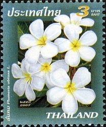 Plumeria obtusa