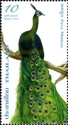 Green Peafowl (Pavo muticus) 