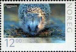 European Hedgehog (Erinaceus europaeus)