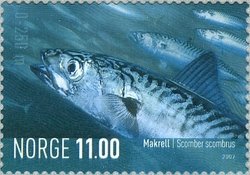 Atlantic Mackerel (Scomber scombrus)