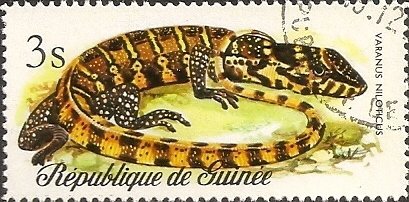 Nile Monitor (Varanus niloticus)