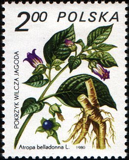 Atropa belladonna