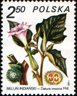 Datura innoxia