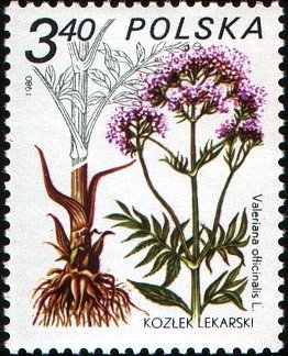 Stamp, Valeriana offcinalis, Poland,  , Plants (Flora)