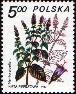 Stamp, Mentha piperita, Poland,  , Flowers
