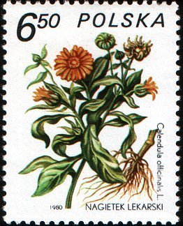 Stamp, Calendula officinalis, Poland,  , Plants (Flora)