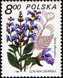 Stamp, Salvia offcinalis, Poland,  , Plants (Flora)
