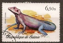 Common Agama (Agama agama)
