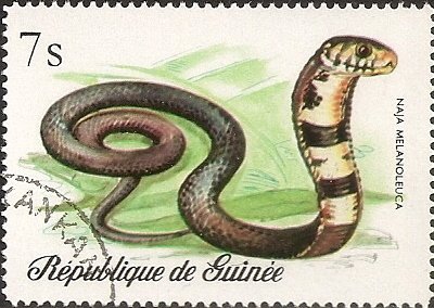 Forest Cobra (Naja melanoleuca)
