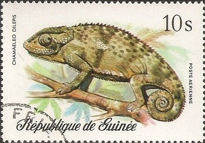 Flapneck Chameleon (Chamaeleon dilepis)