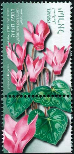 Cyclamen