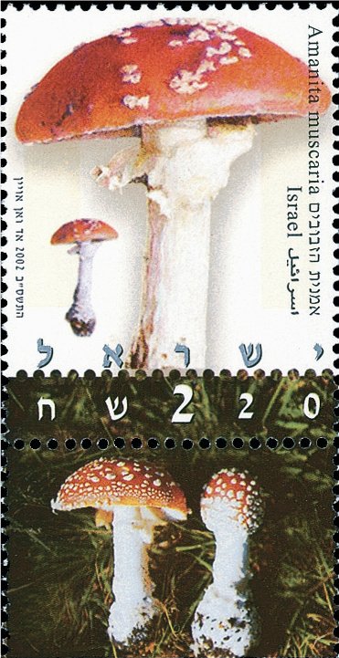 Amanita muscaria