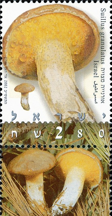 Suillus granulatus