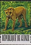 Lion (Panthera leo)