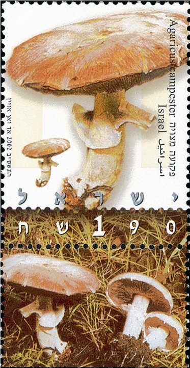 Agaricus campester