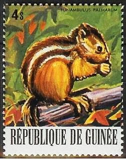 Indian Palm Squirrel (Funambulus palmarum)