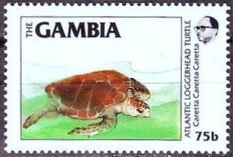 Loggerhead (Caretta caretta)