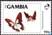 Blue Patch Charaxes (Charaxes lactetinctus)