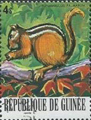 Indian Palm Squirrel (Funambulus palmarum)