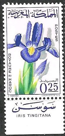 Iris tingitana
