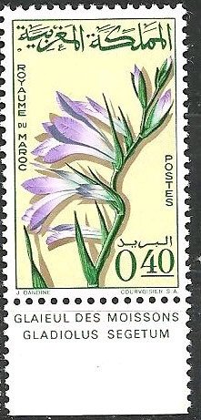 Gladiolus segetum