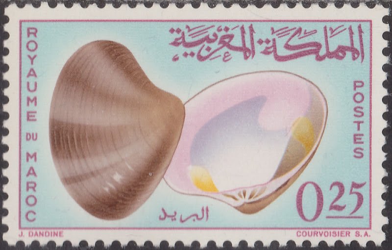 Smooth Clam (Pitaria chione)