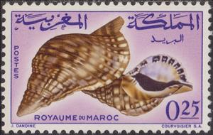 Stamp, Knobbed Triton (Charonia nodifera), Morocco,  , Shells