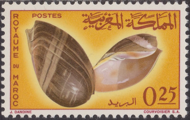 African Neptune Volute (Cymbium neptuni)