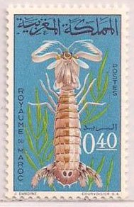 Mantis Shrimp (Squilla mantis)