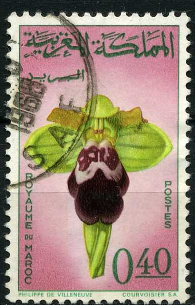 Ophrys fusca