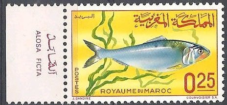 Twaite Shad (Alosa finta)