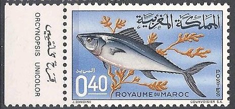 Plain Bonito (Orcynopsis unicolor)