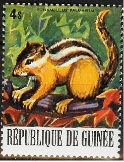 Indian Palm Squirrel (Funambulus palmarum)