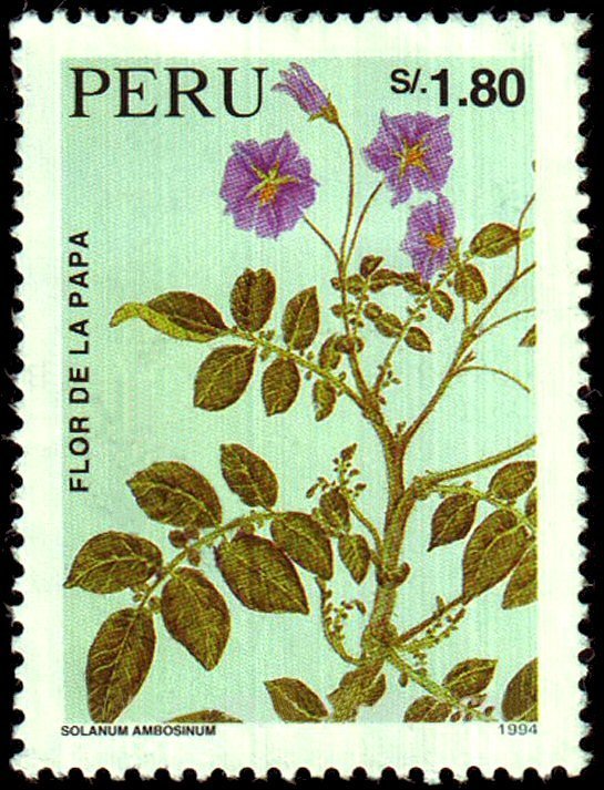 Flora: Solanum Ambosinum