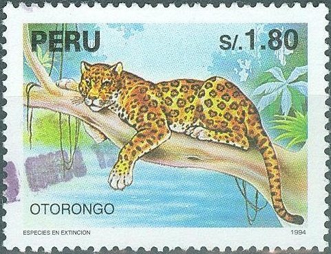 Jaguar (Panthera onca)
