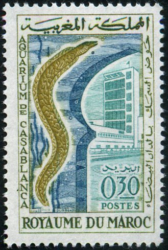 Mediterranean Moray (Muraena helena)