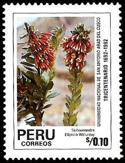 Stamp, Siphoonandra elliptica, Peru,  , Flowers, Plants (Flora)