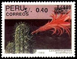 Loxanthocereus acanthurus - overprint