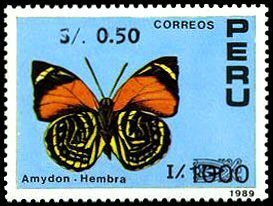White-spotted Agrias (Agrias amydon)