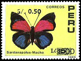 Claudina Agrias (Agrias claudina ssp. sardanapalus) - Male