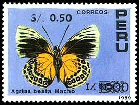 Nymphalid Butterfly (Agrias beata) - Male