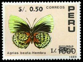 Nymphalid Butterfly (Agrias beata) - Female
