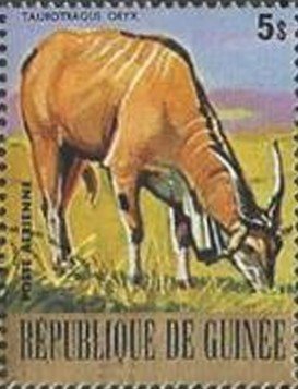 Common Eland (Taurotragus oryx)