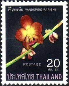 Vandopsis parishii