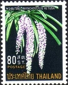 Rhynchostylis retusa